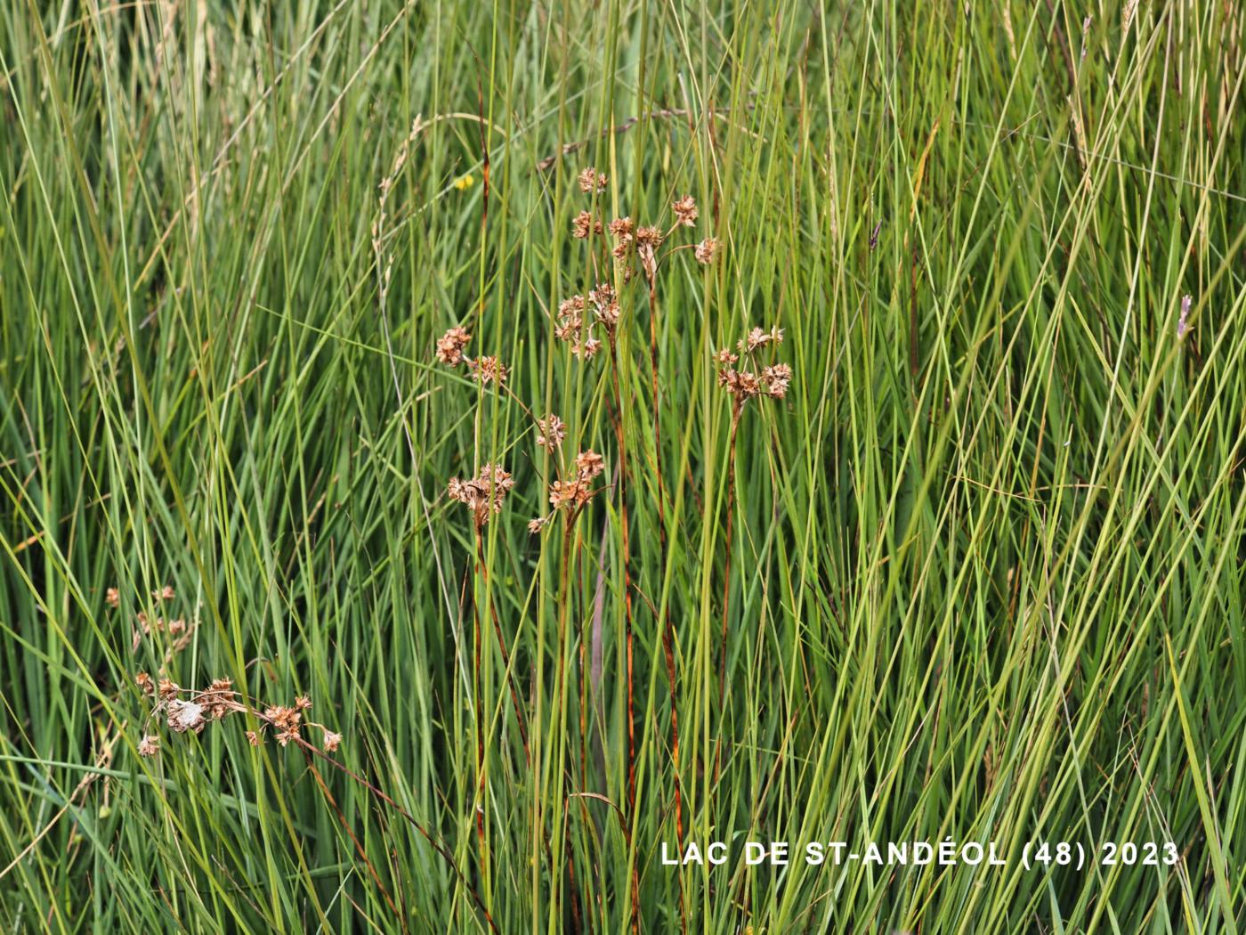 Woodrush, Densely-flowered plant